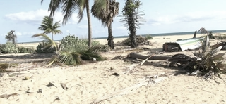 Elephant Incursion in Jaffna Fuels Claims of Engineered Land Seizure