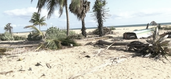 Elephant Incursion in Jaffna Fuels Claims of Engineered Land Seizure